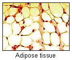 Adipose Tissue Adipose Tissue