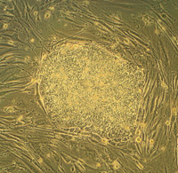 Human Embryonic Stem Cell Human Embryonic Stem Cell