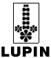 Lupin