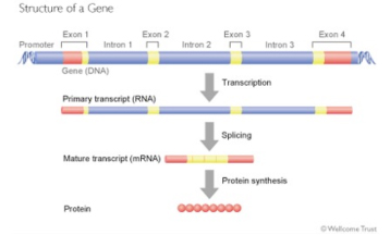 Gene Structure Gene Structure