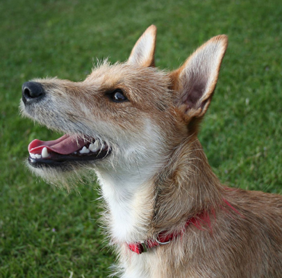 Terrier Mixed Breed