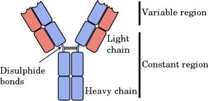 Antibody