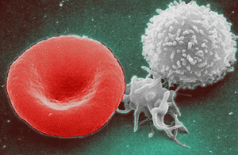 Red & white blood cells