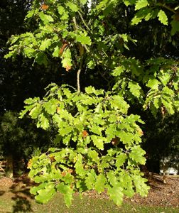 White_oak_foliage