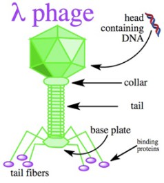 Lambda phage