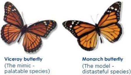 Butterflies Butterflies