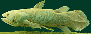 Coelacanth