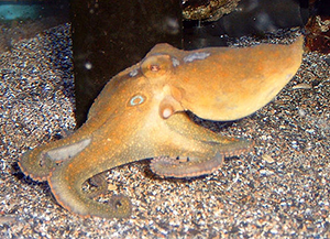 California Two Spot Octopus