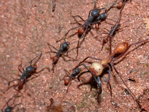 Eciton_burchellii_army_ants