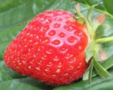 Fragaria x ananassa Duchesne ex Rozier