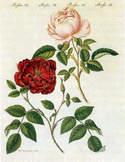 Rosa_chinensis_1795
