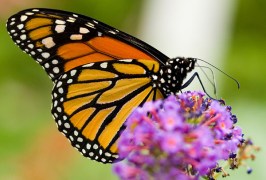 BBGMonarchButterflyWings