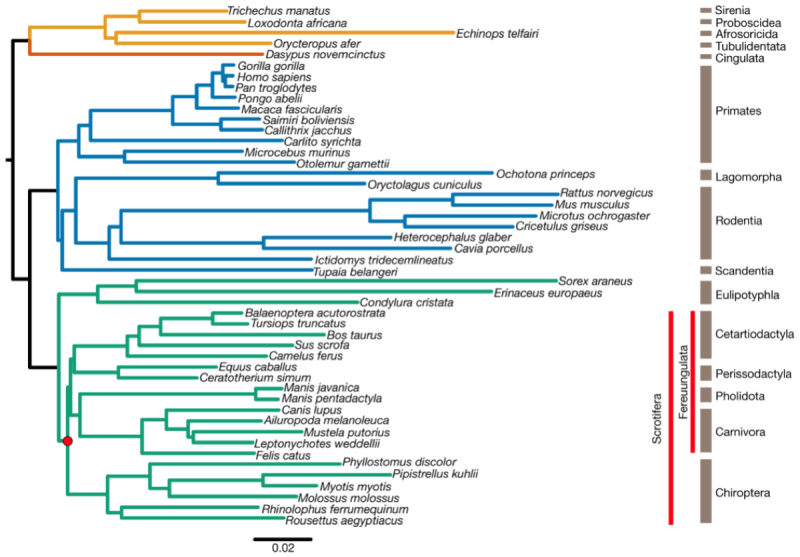 Bat Genetic Tree