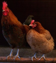 Gallus gallus domesticus