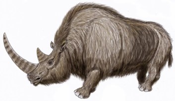 Wooly Rhino