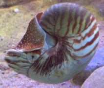 Nautilus pompilius