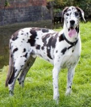 Great Dane