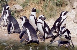 640px-Sander-pinguins
